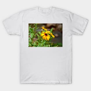 Seven Falls Study 5 T-Shirt